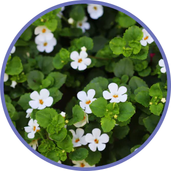 Bacopa monnieri