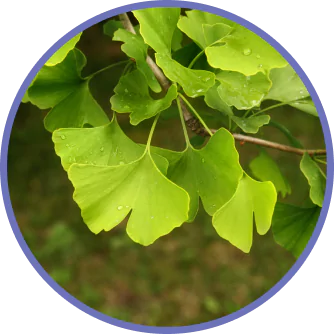 Ginkgo Biloba