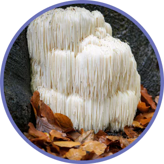 Lion’s Mane Mushroom