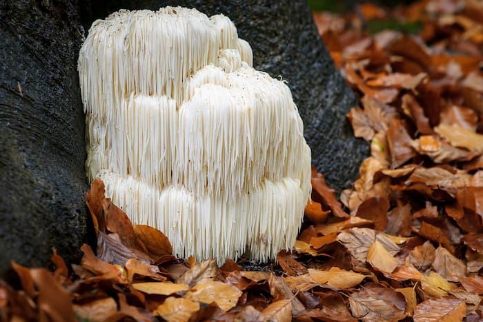 Mane-Mushroom